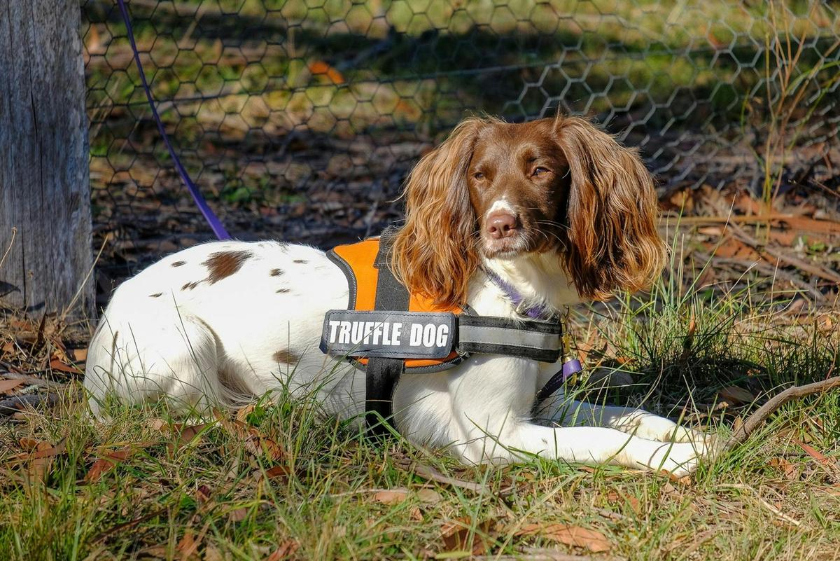 Truffle Dogs