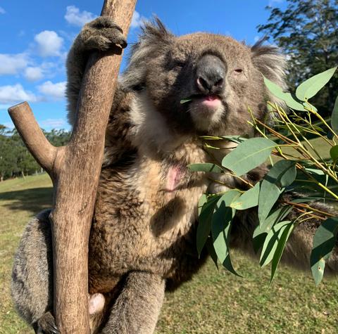 Private Koala Experience