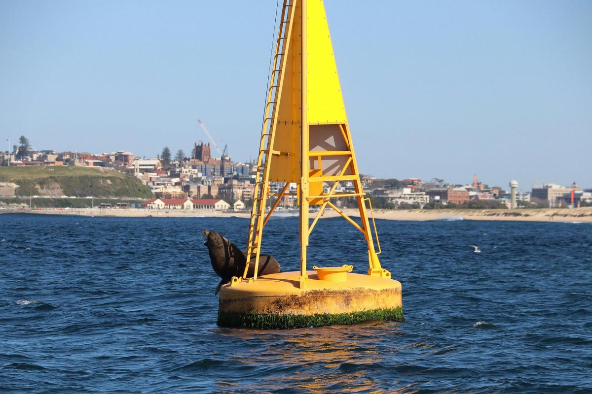 New Zealand Fur Seal