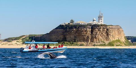 Whale Watching CoastXP Newcastle