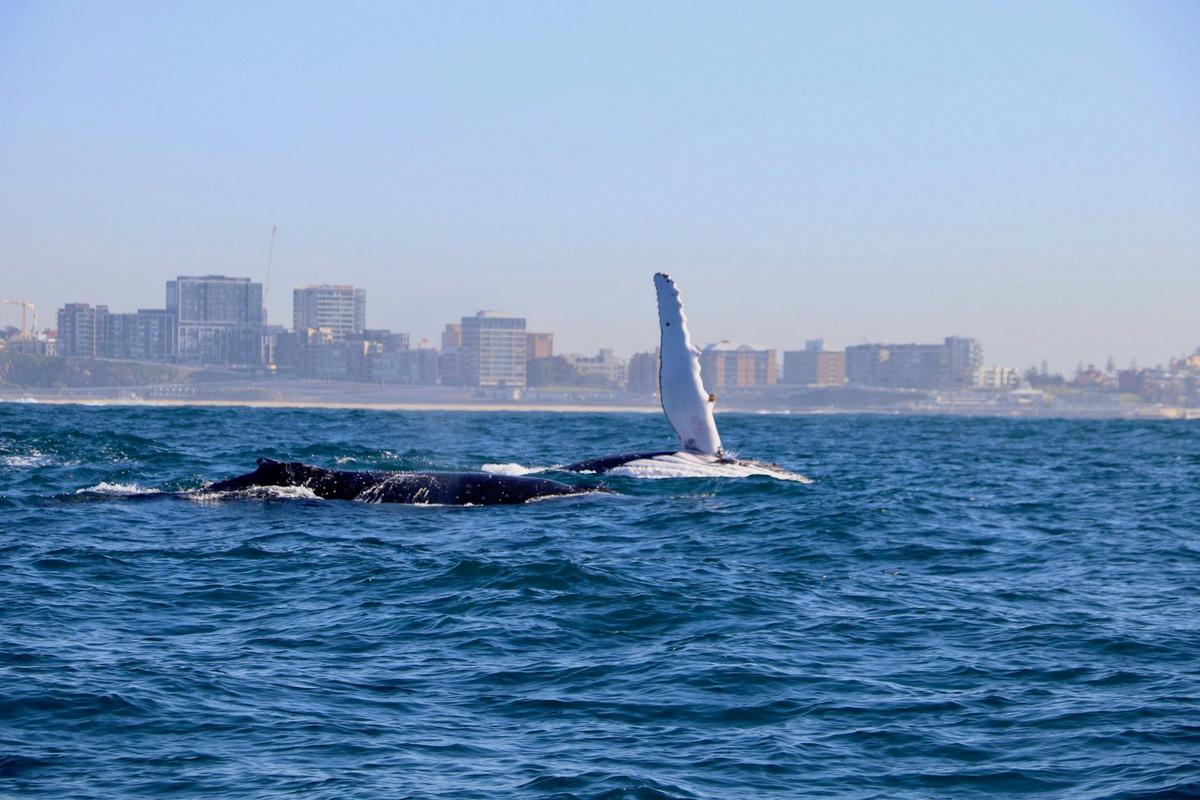 Humpback Whale Newcastle
