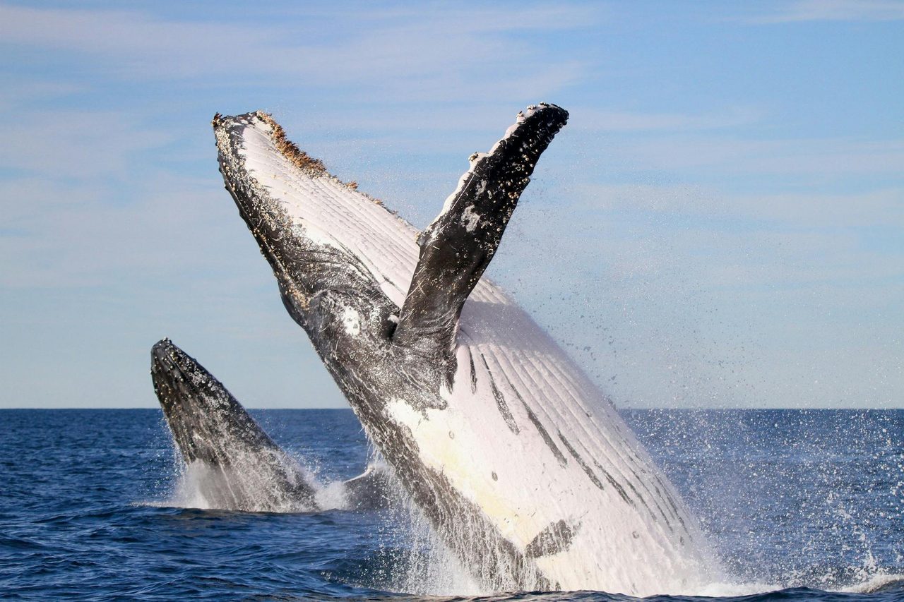 Whale watching Newcastle - CoastXP