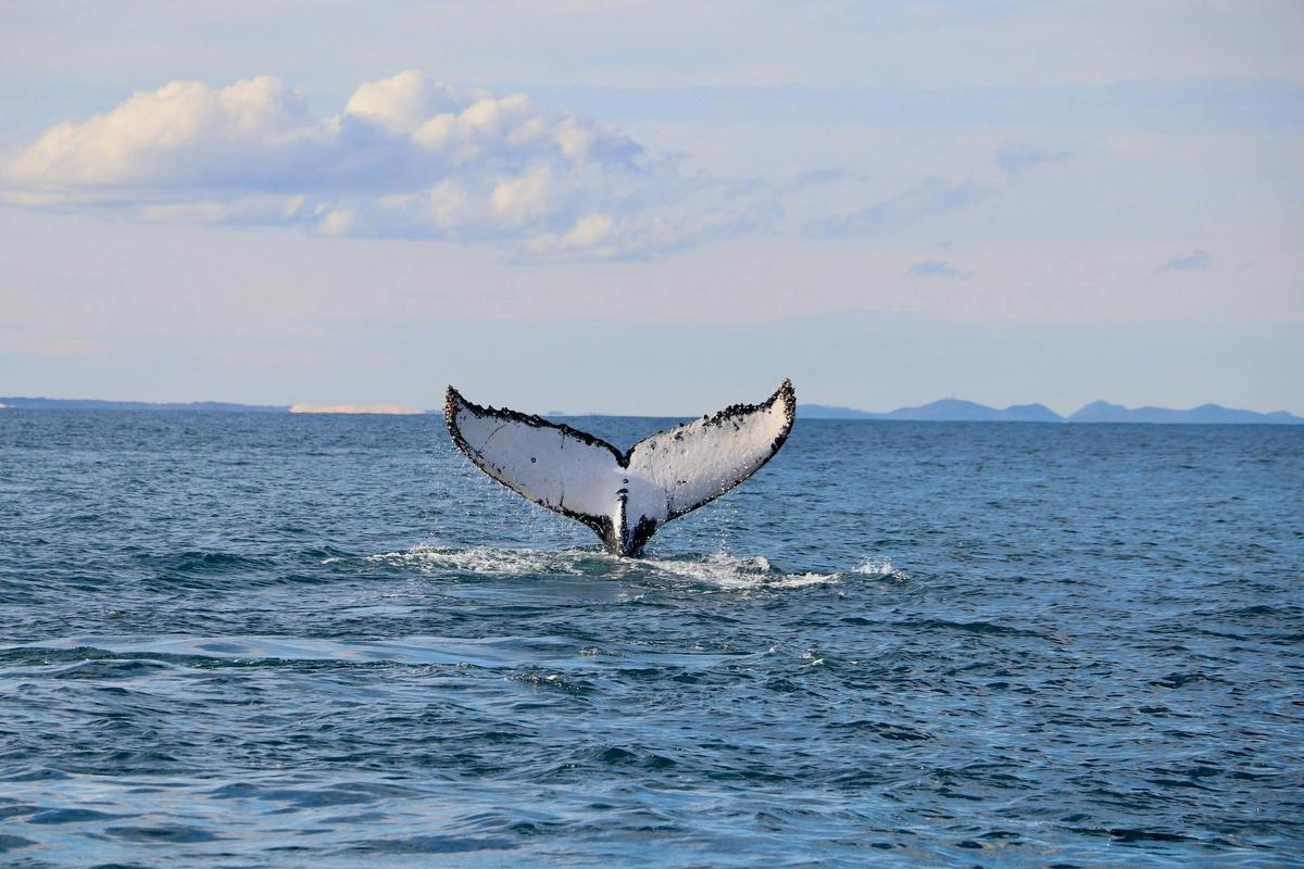 Whale Tail Newcastle