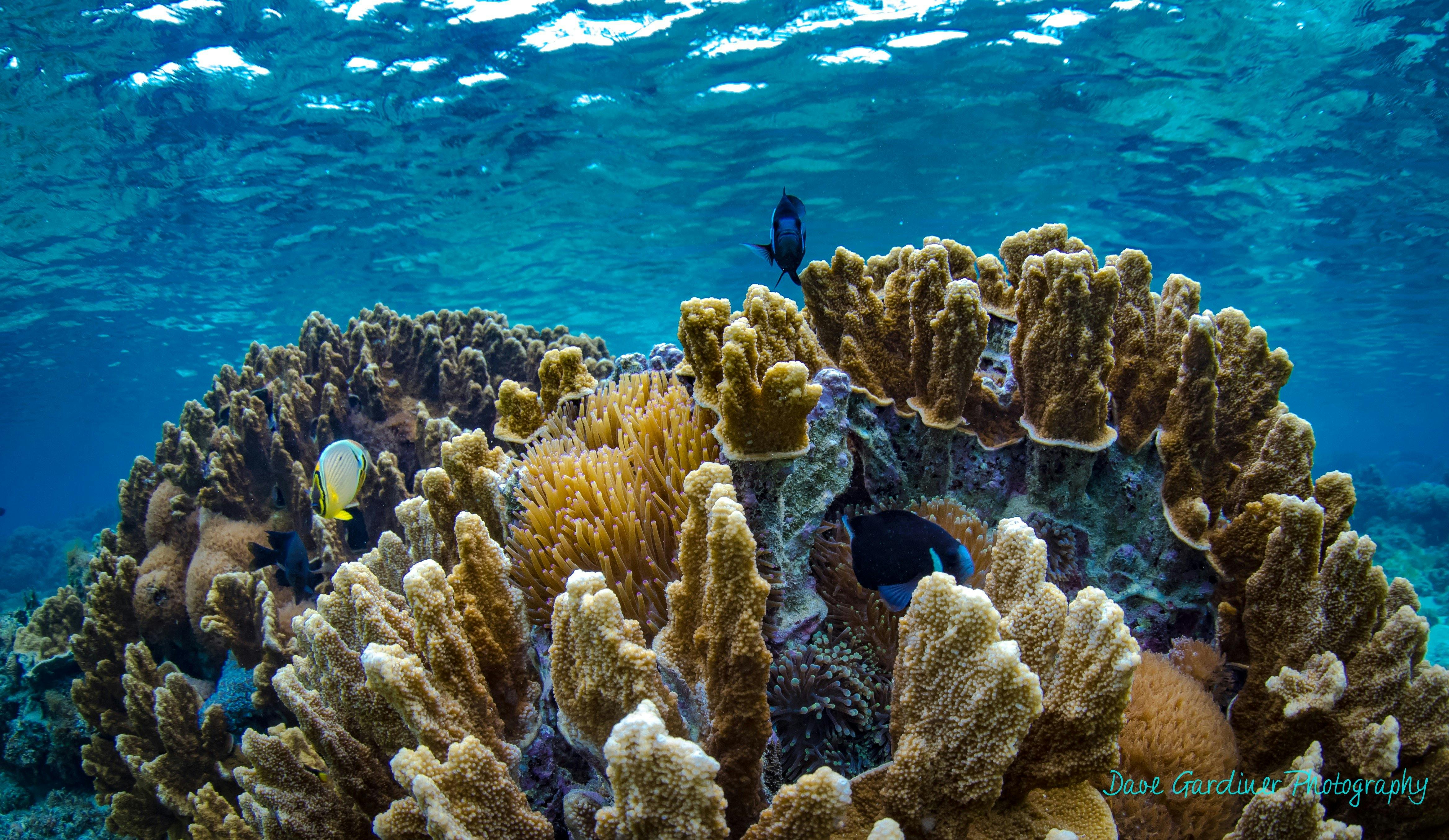 McCulloch's Anemone Fish