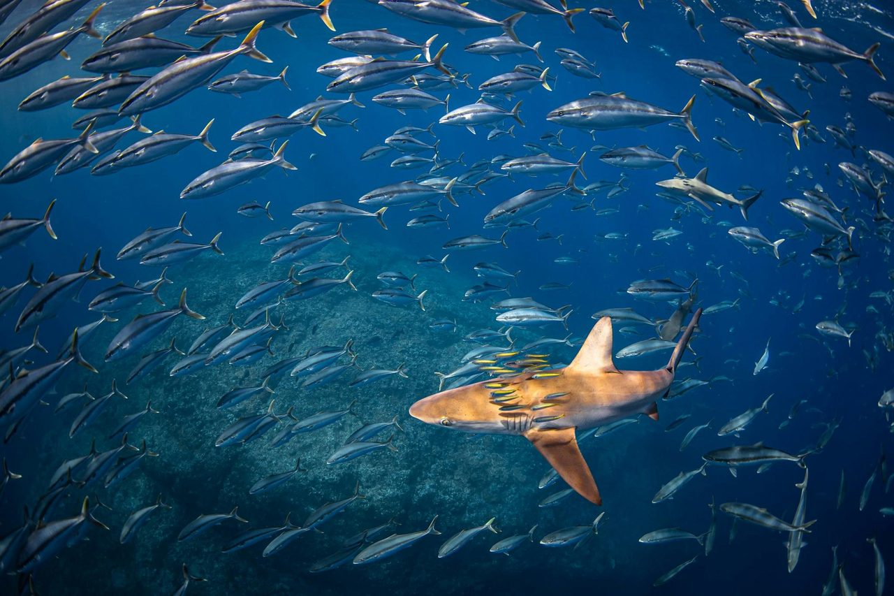 Snorkel With Fish