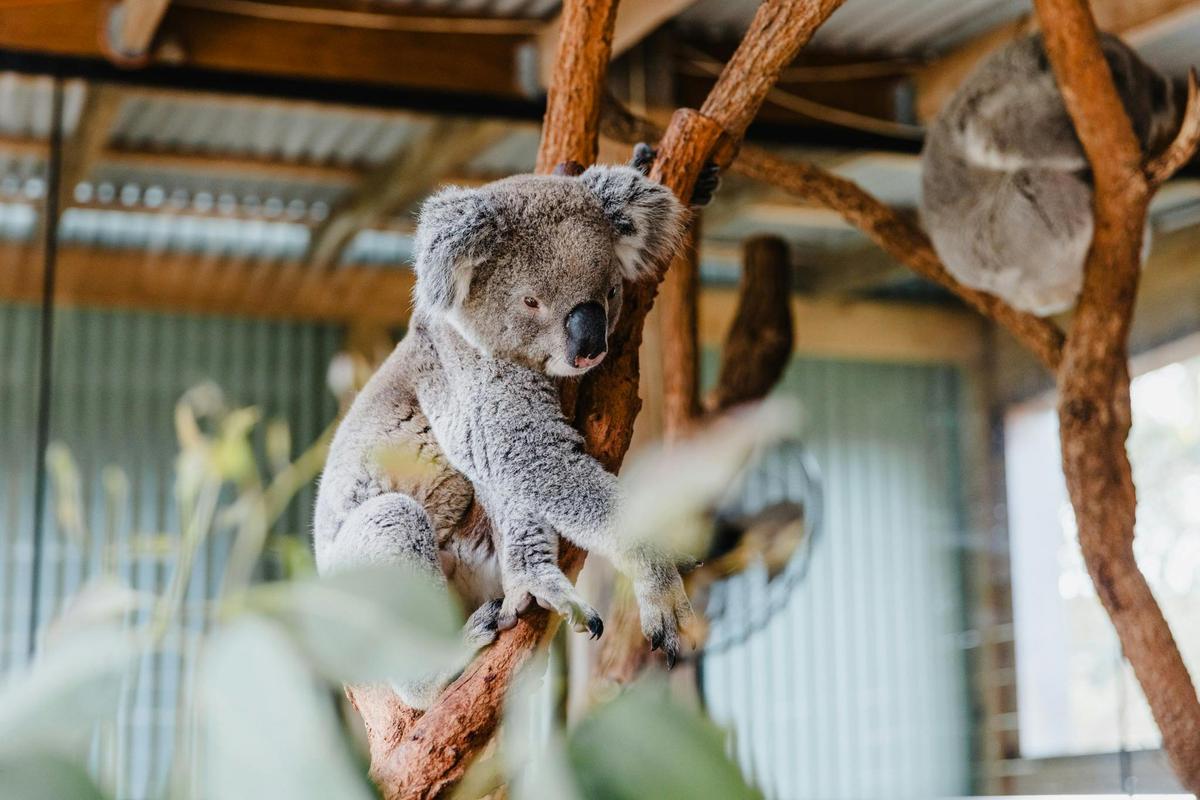 Behind the scenes koala experience at Symbio Wildlife Park
