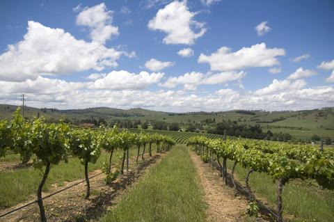 Hunter valley vineyard