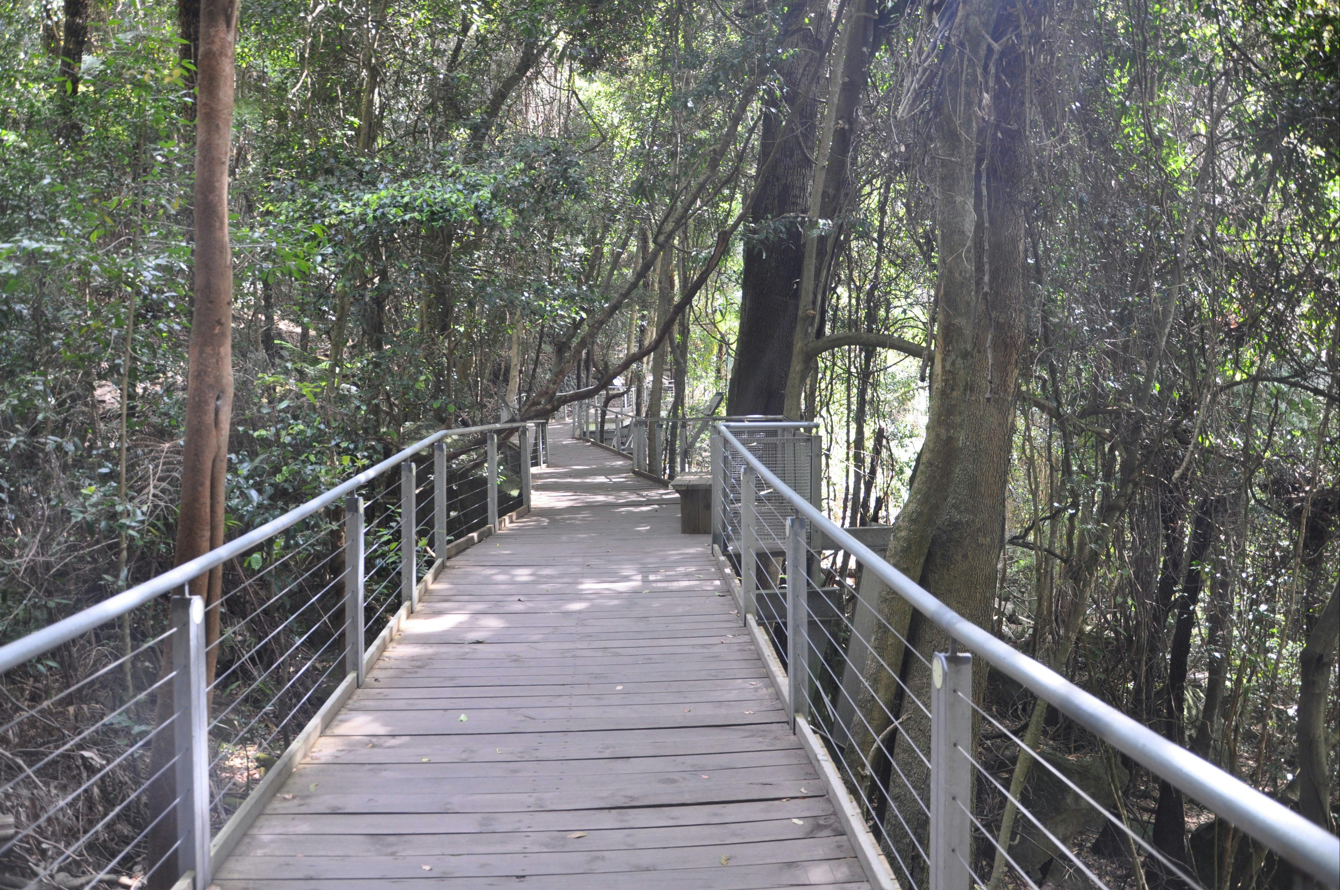 Scenic World Rainforest