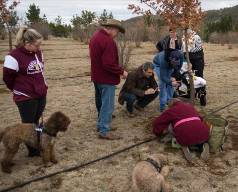 Dogs Fahren and Tawdiffu watch the truffle excavation