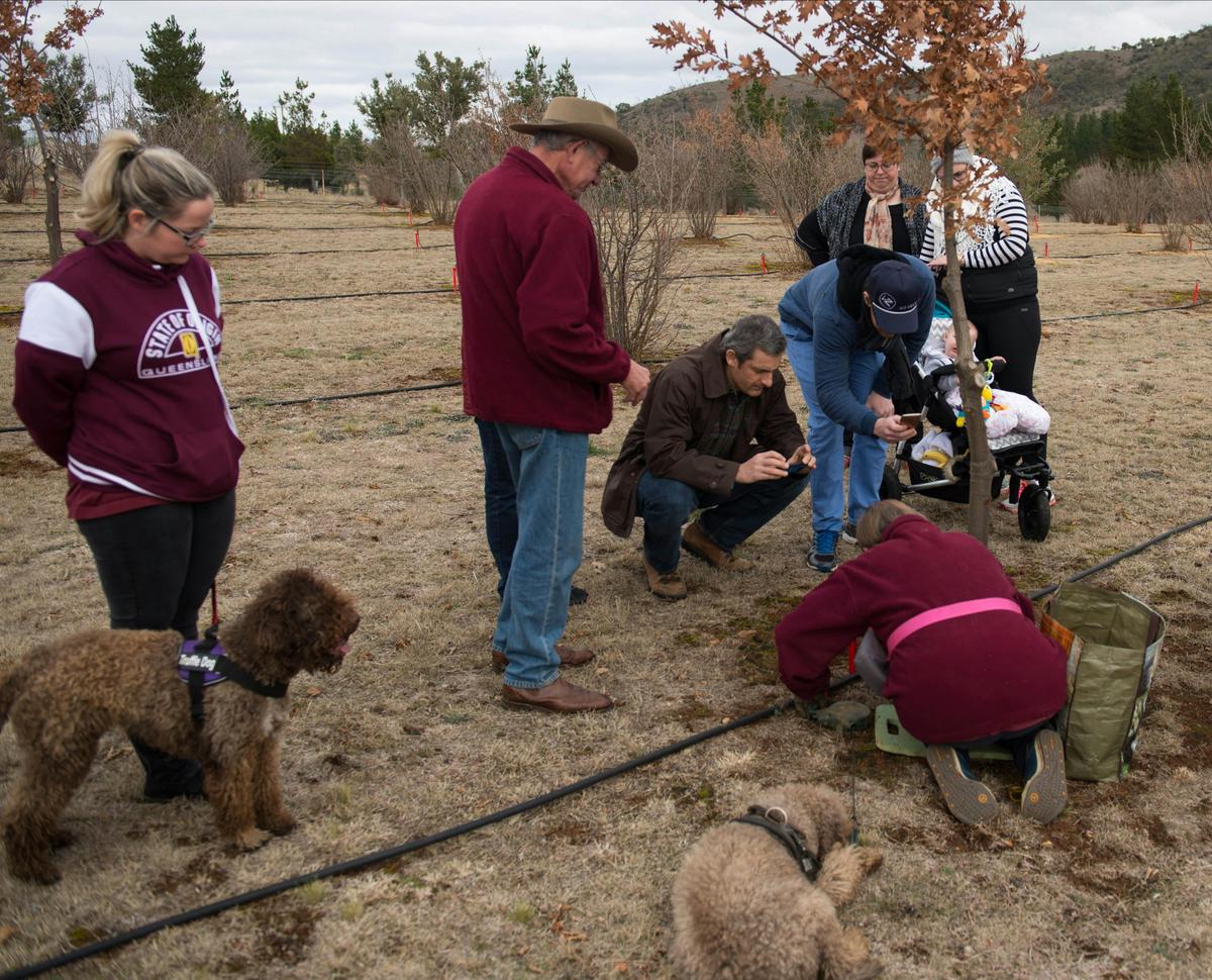Dogs Fahren and Tawdiffu watch the truffle excavation