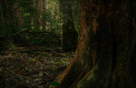 Hidden Treasure trail in Copeland Tops SCA