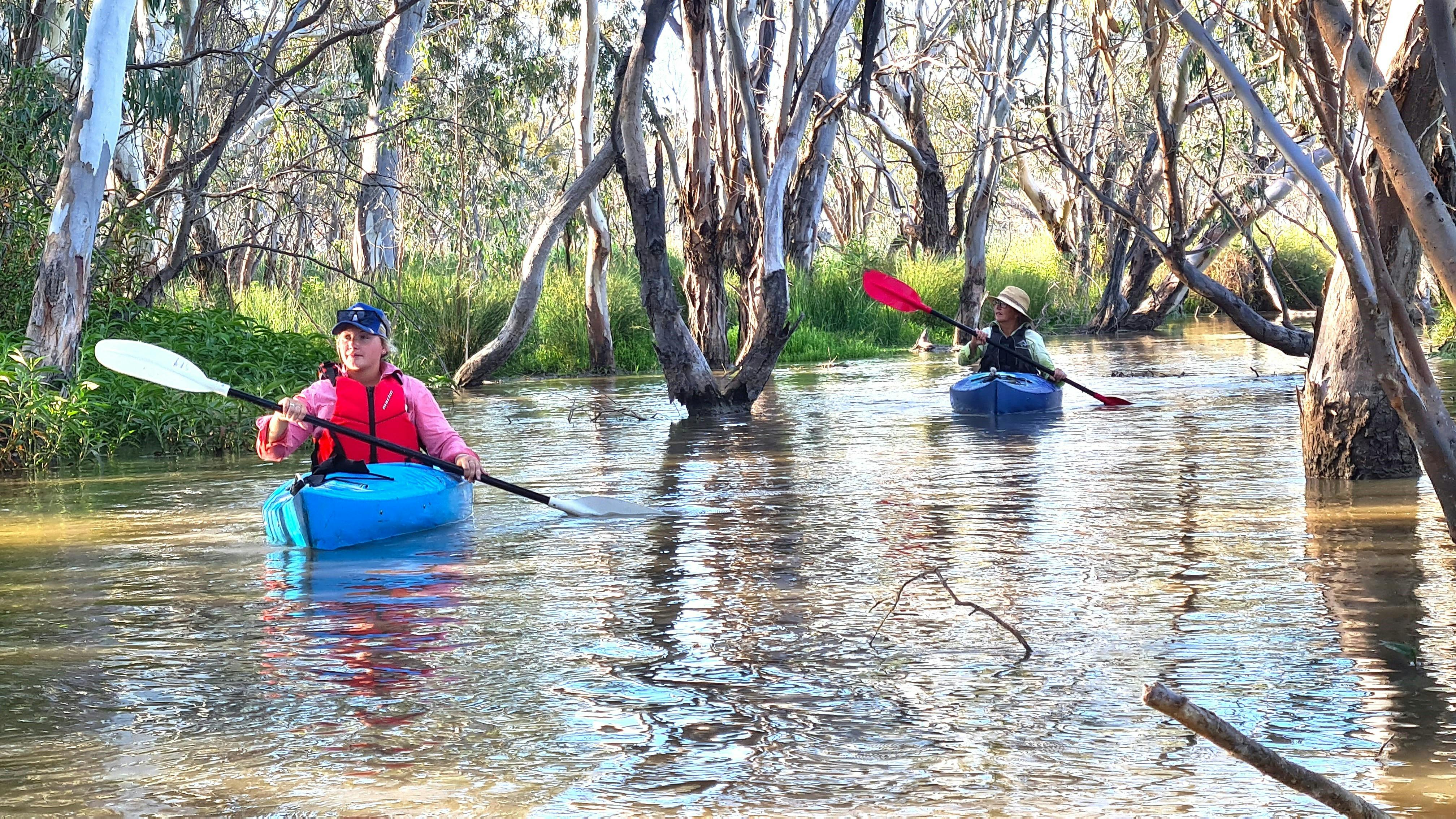 Kayak tour in the Macquarie Marshes