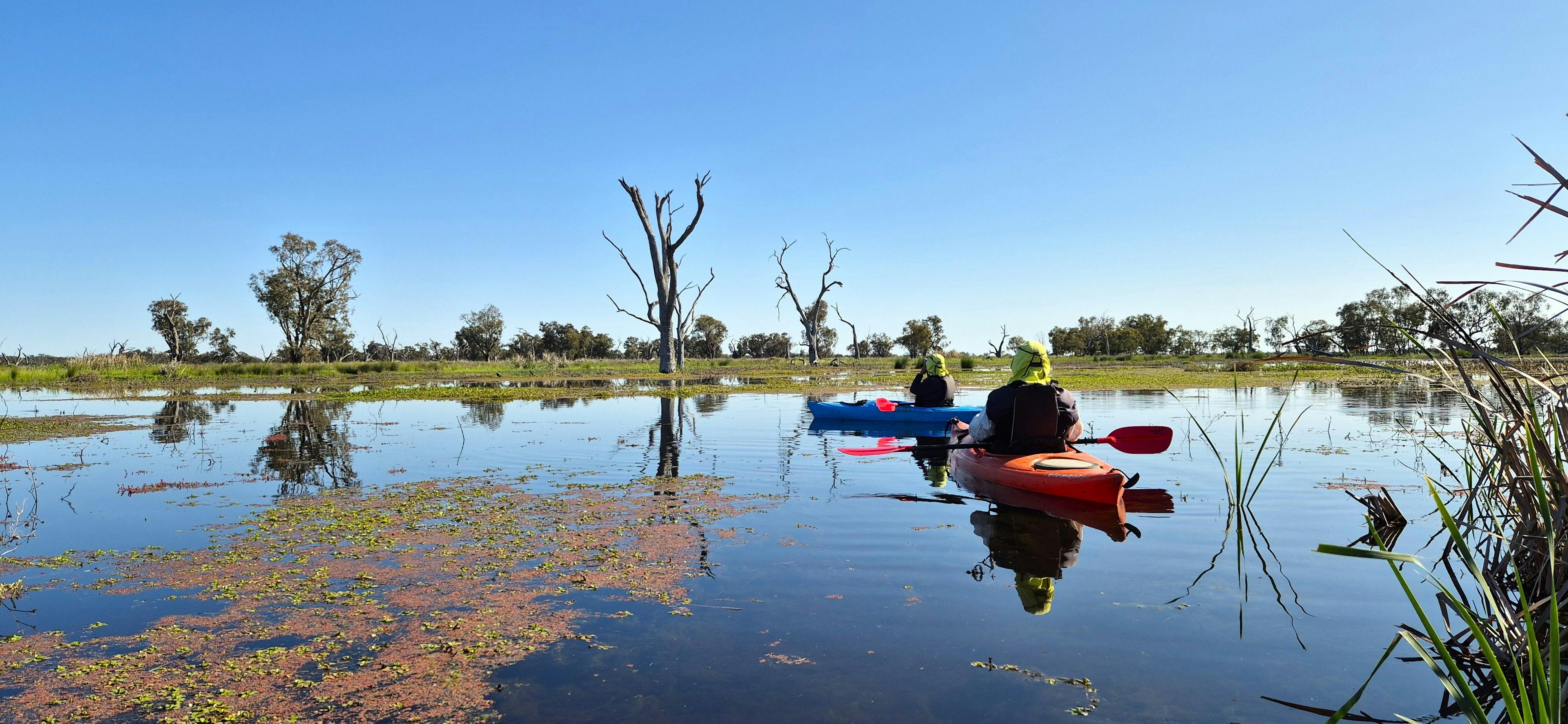 Birdwatching as part of a tour in the Macquarie Marshes