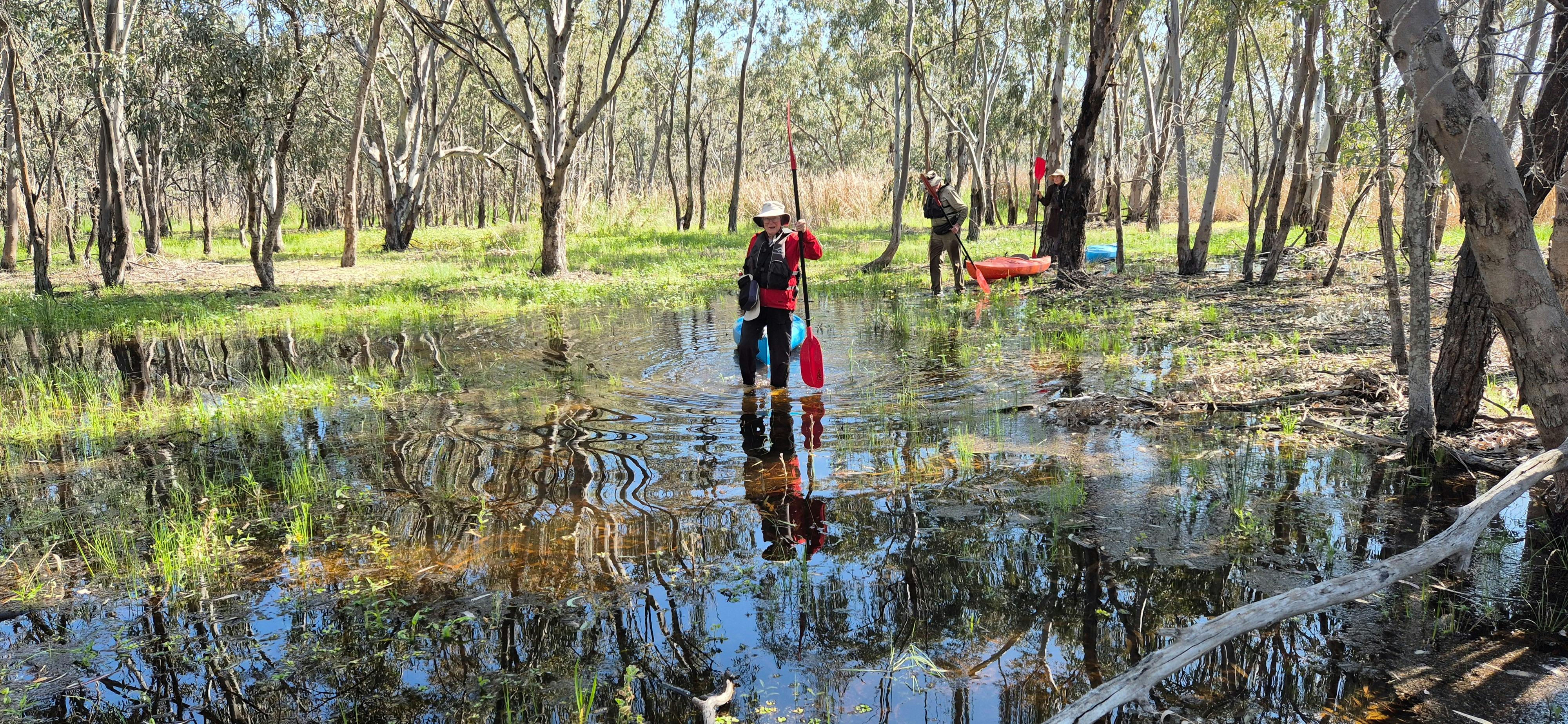 Walking through wetlands with kayaks, on a tour in the Macquarie Marshes