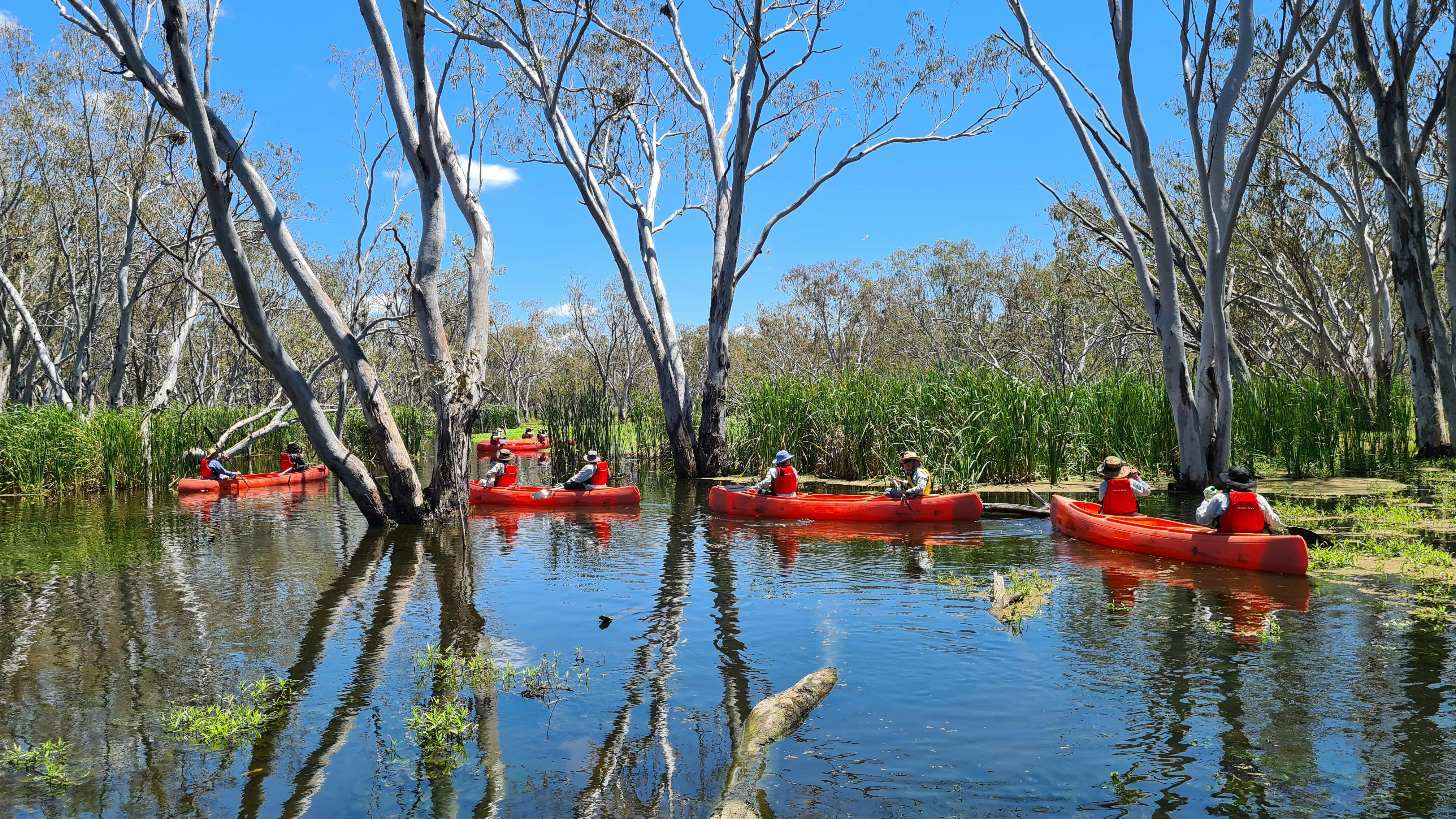 Canoe tour in the Macquarie Marshes