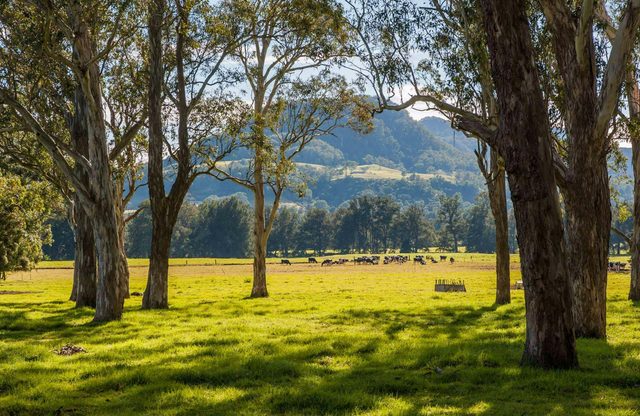 Coast to the Highlands Scenic Drive – Kangaroo Valley