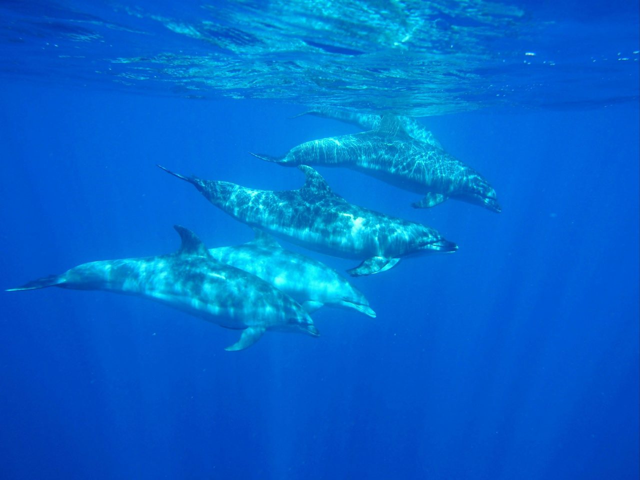 Dolphins enroute to Balls Pyramid