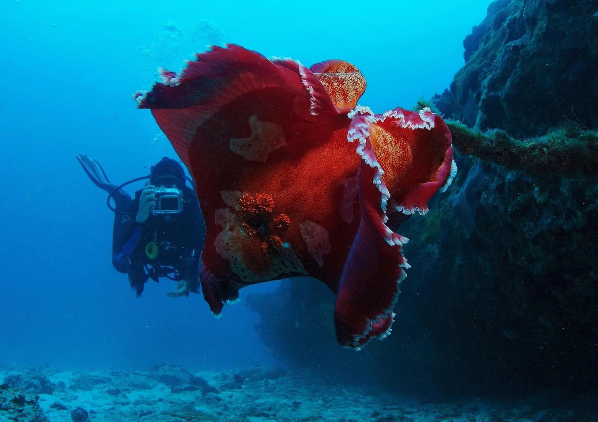 Diver photographing a Spanish Dancer