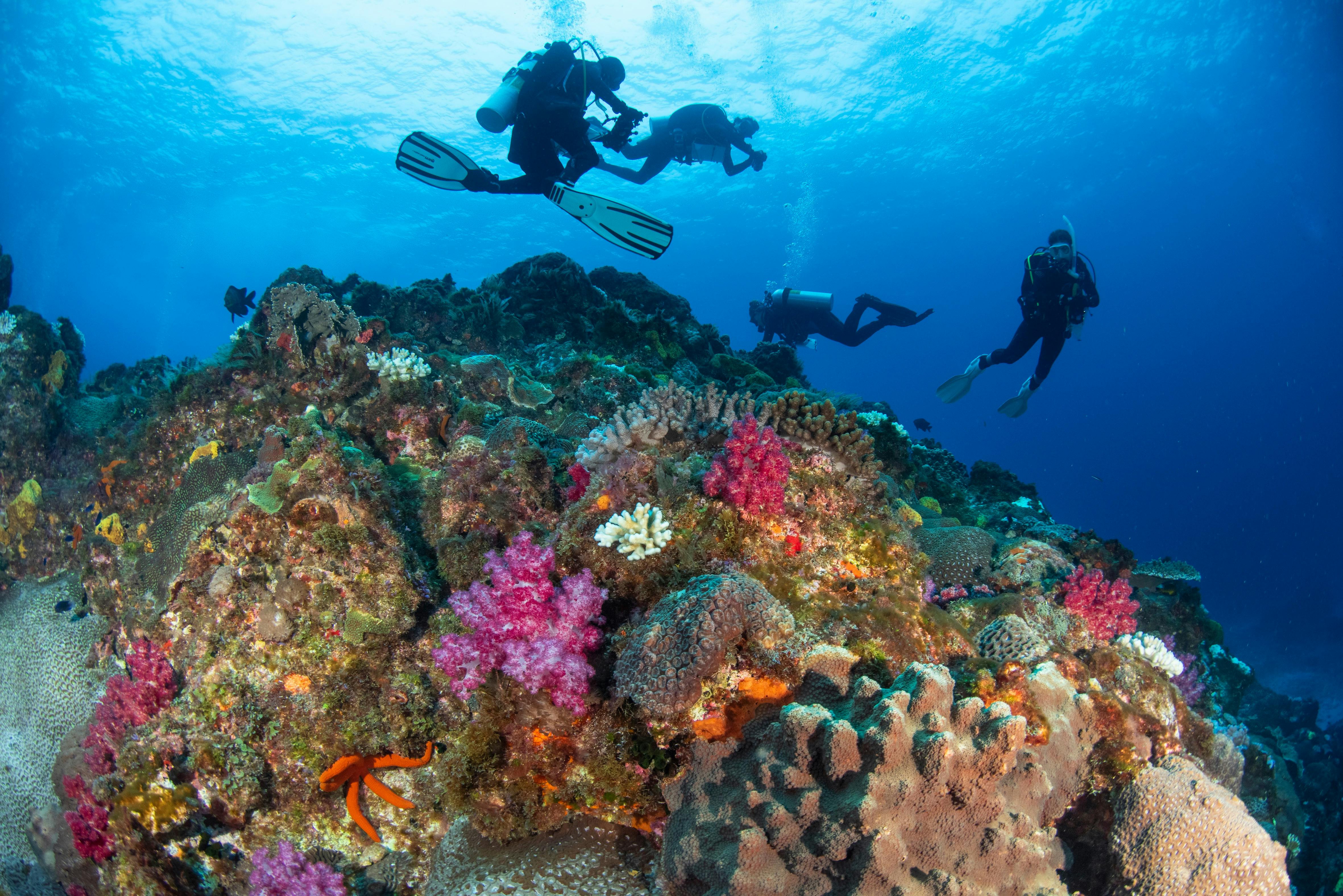 Diving on Lord Howe Island