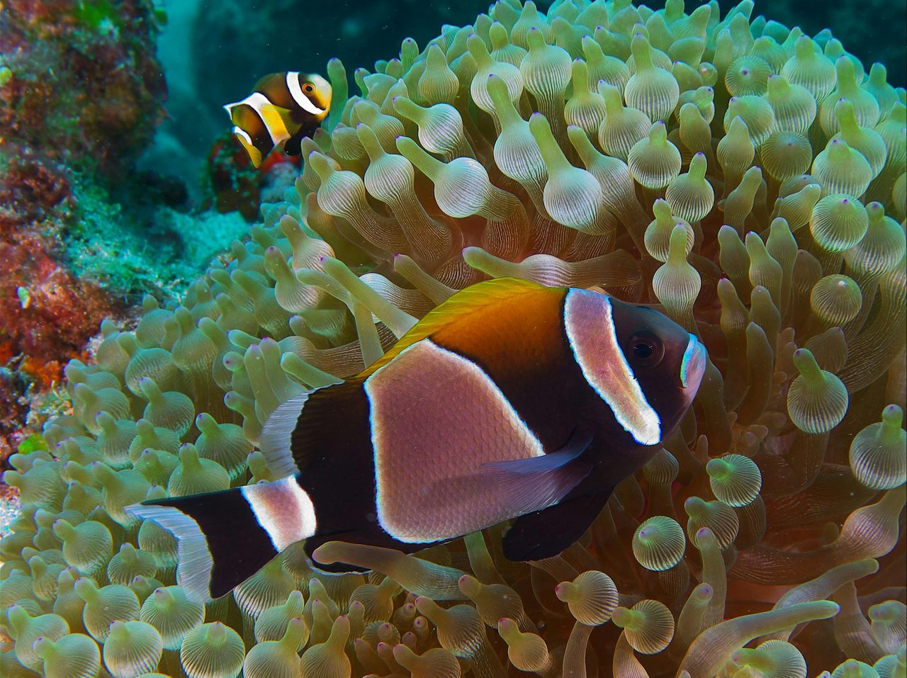 Anemone