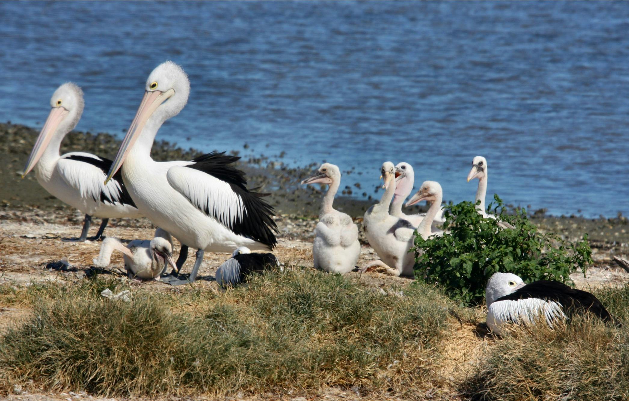 Pelican Island - Baby Pelicans
