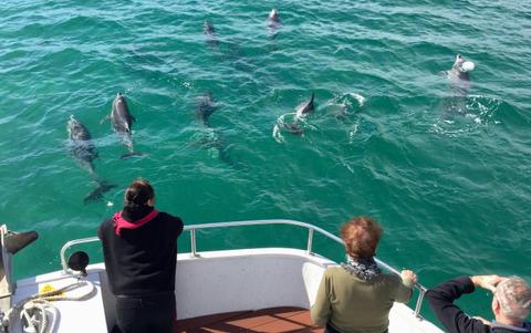 Dolphins and marine life often spotted