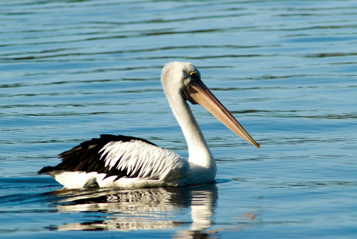 Merimbua lake is perfect for birdwatching, even better with a guide!