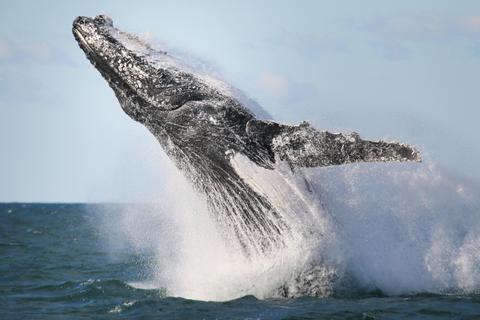 Learn everything seals and whales!