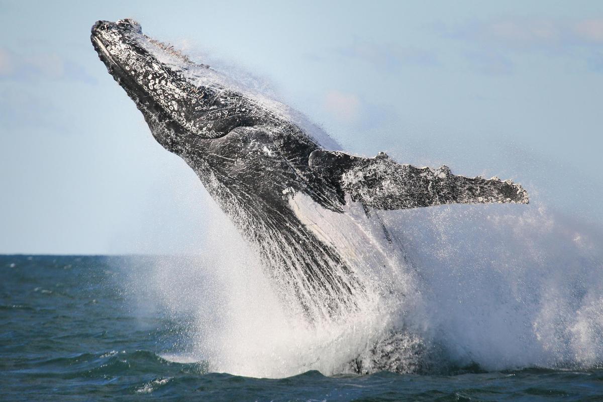 Learn everything seals and whales!