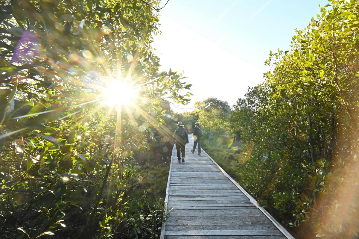 Uncover the secrets of Merimbula's favourite nature escape, in the middle of town!