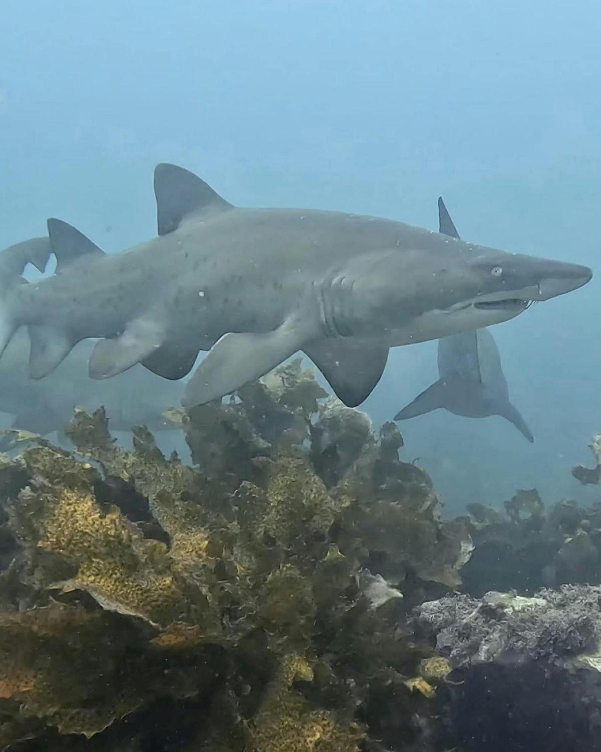 Deep Sensations Freediving at Shellharbour