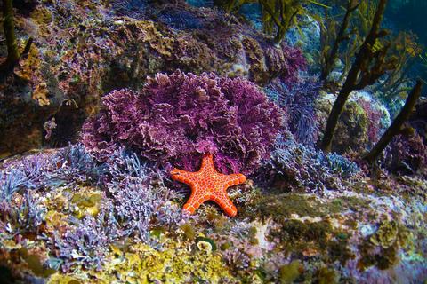 Bright orange starfish on a colourful underwater reef..