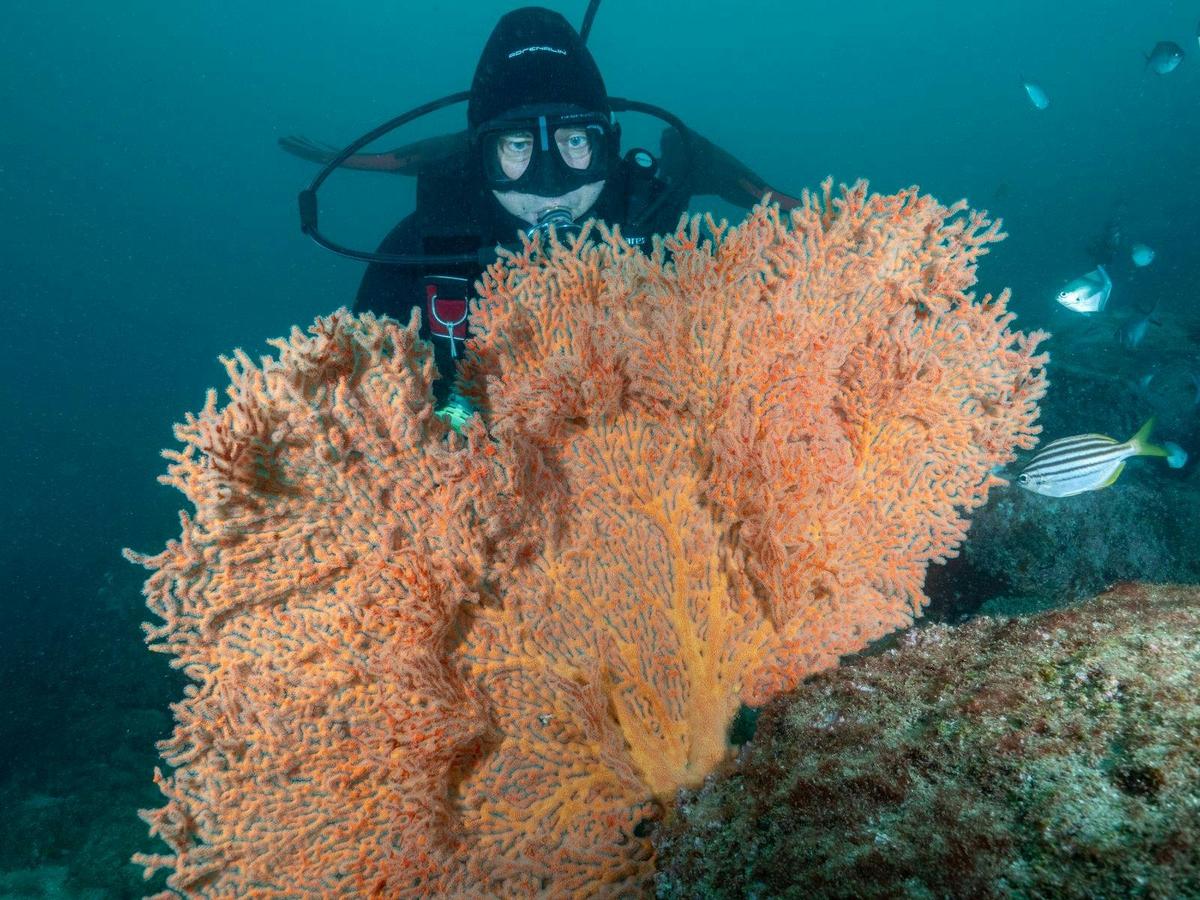 Scuba diver observing a large orange sea fan coral underwater.