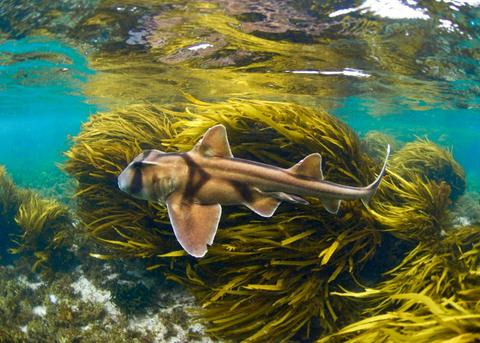Port Jackson shark swimming through kelp forest underwater