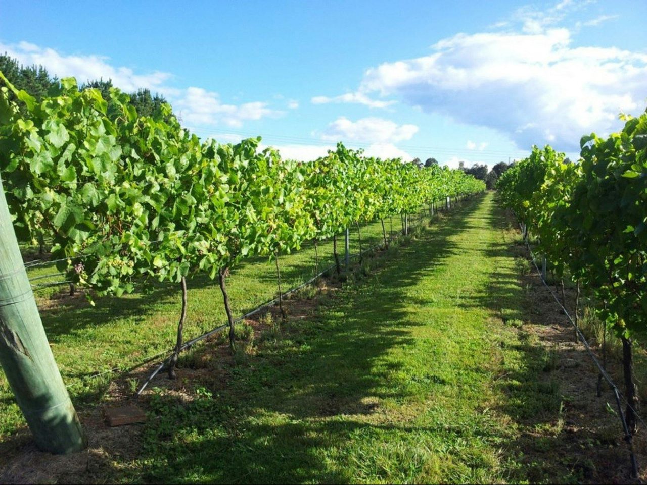Vineyards