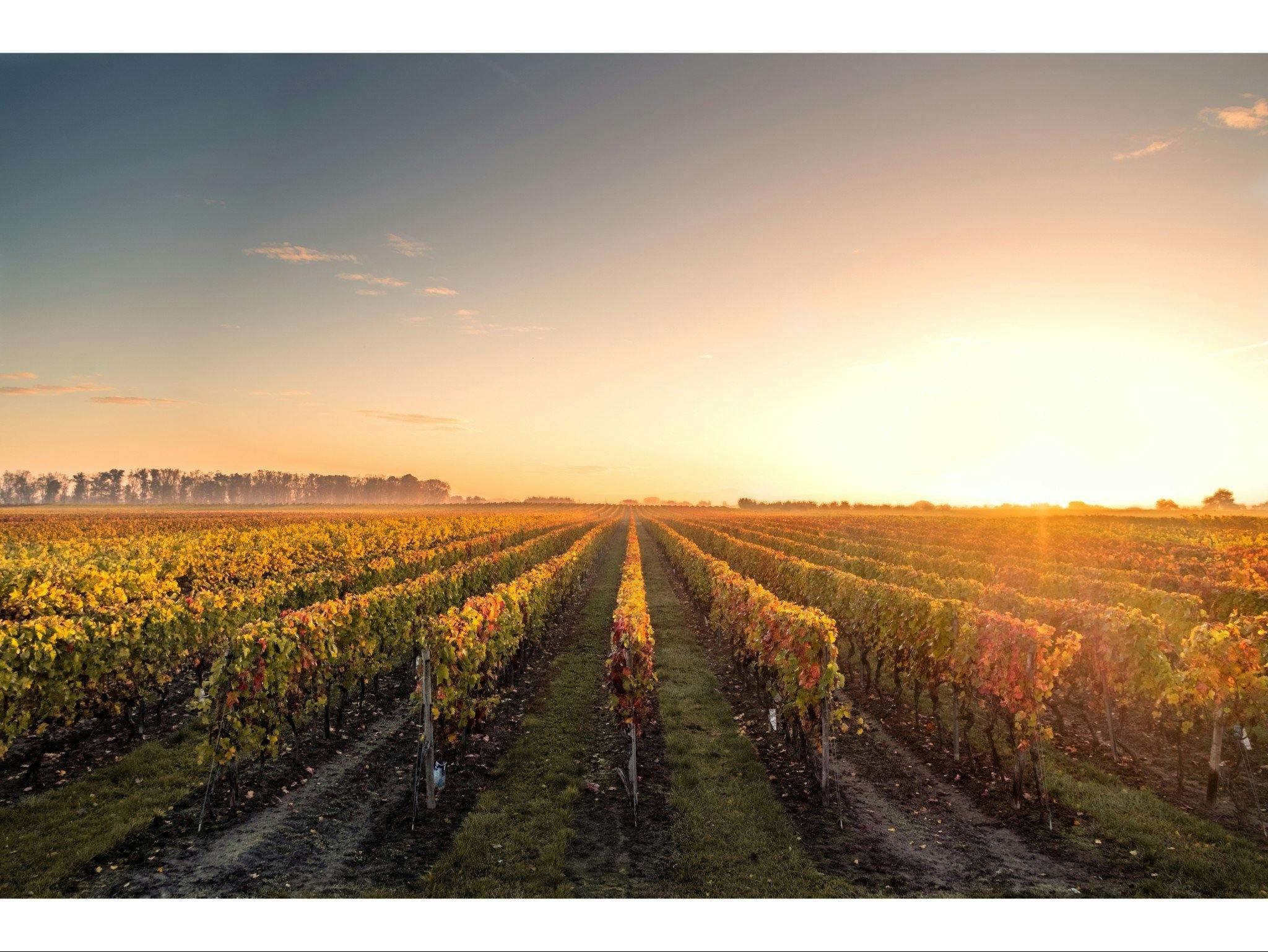 Southern Highlands Vineyard