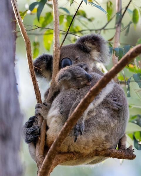 Koala Conservation Wild Breeding Visitor Centre Guided Tours | Guulabaa - Place of Koala