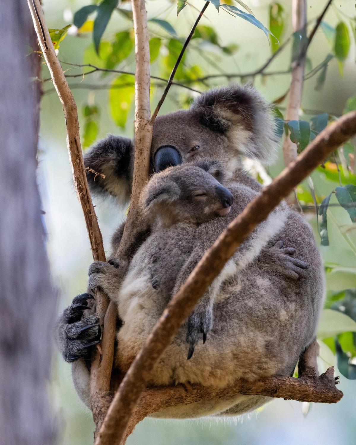 KCA Koala Mum and Joey