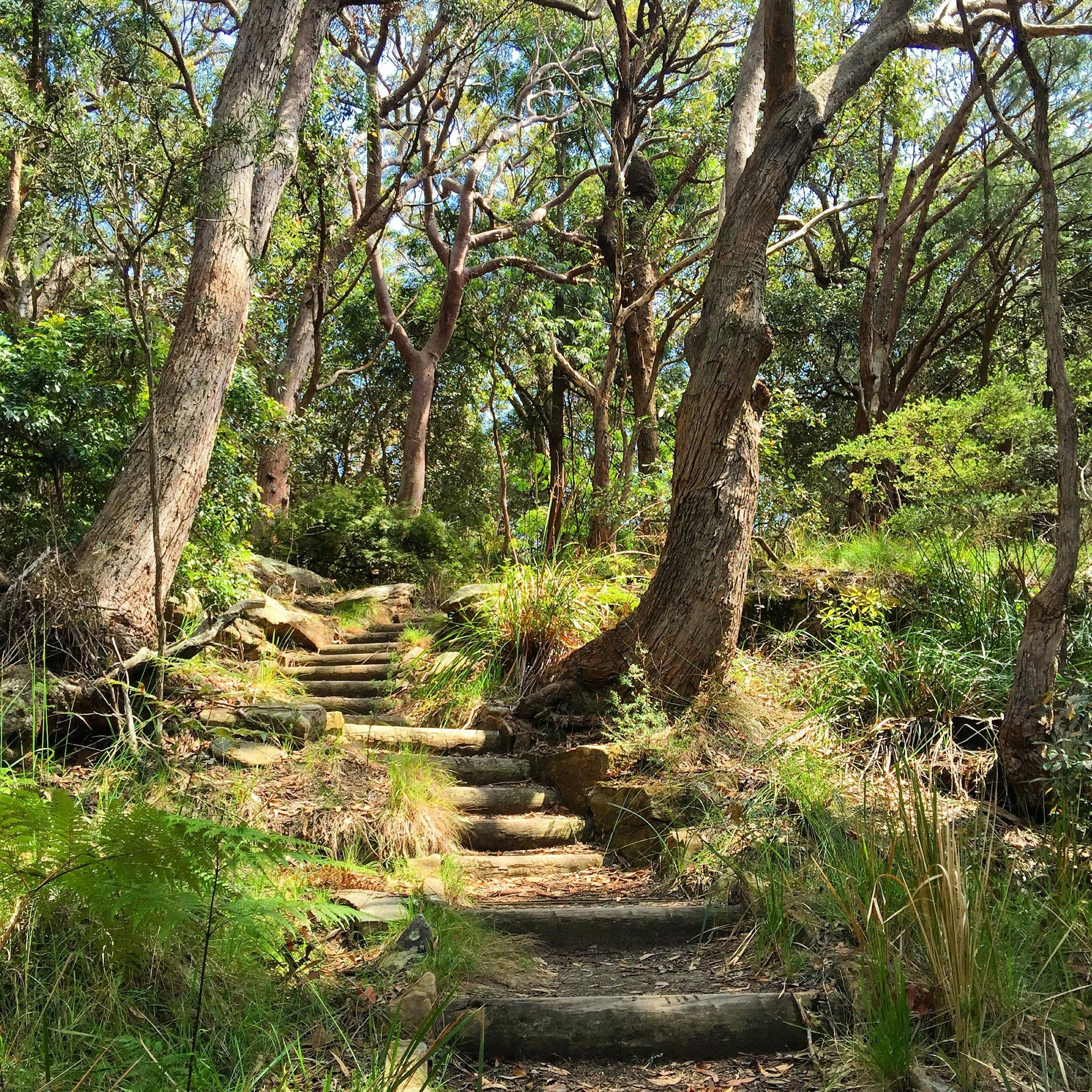Ku-ring-gai National Park