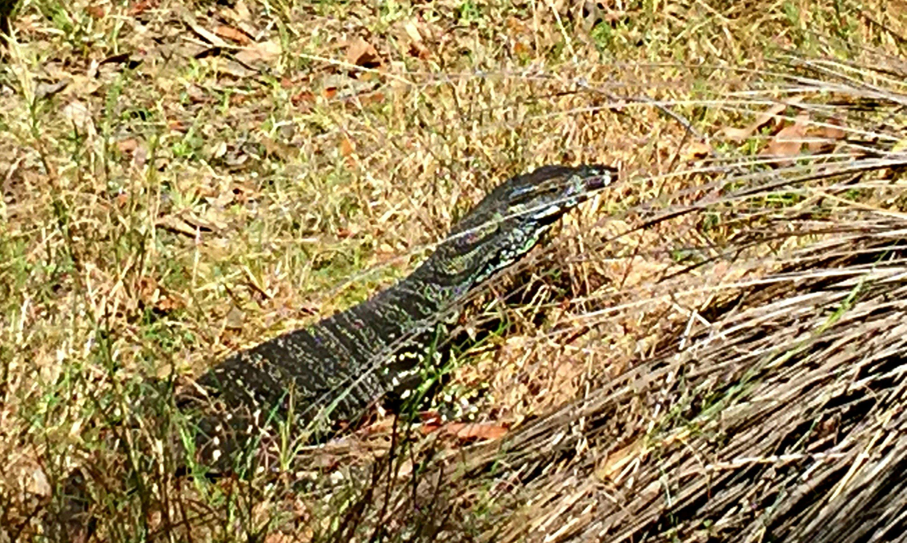 Goanna