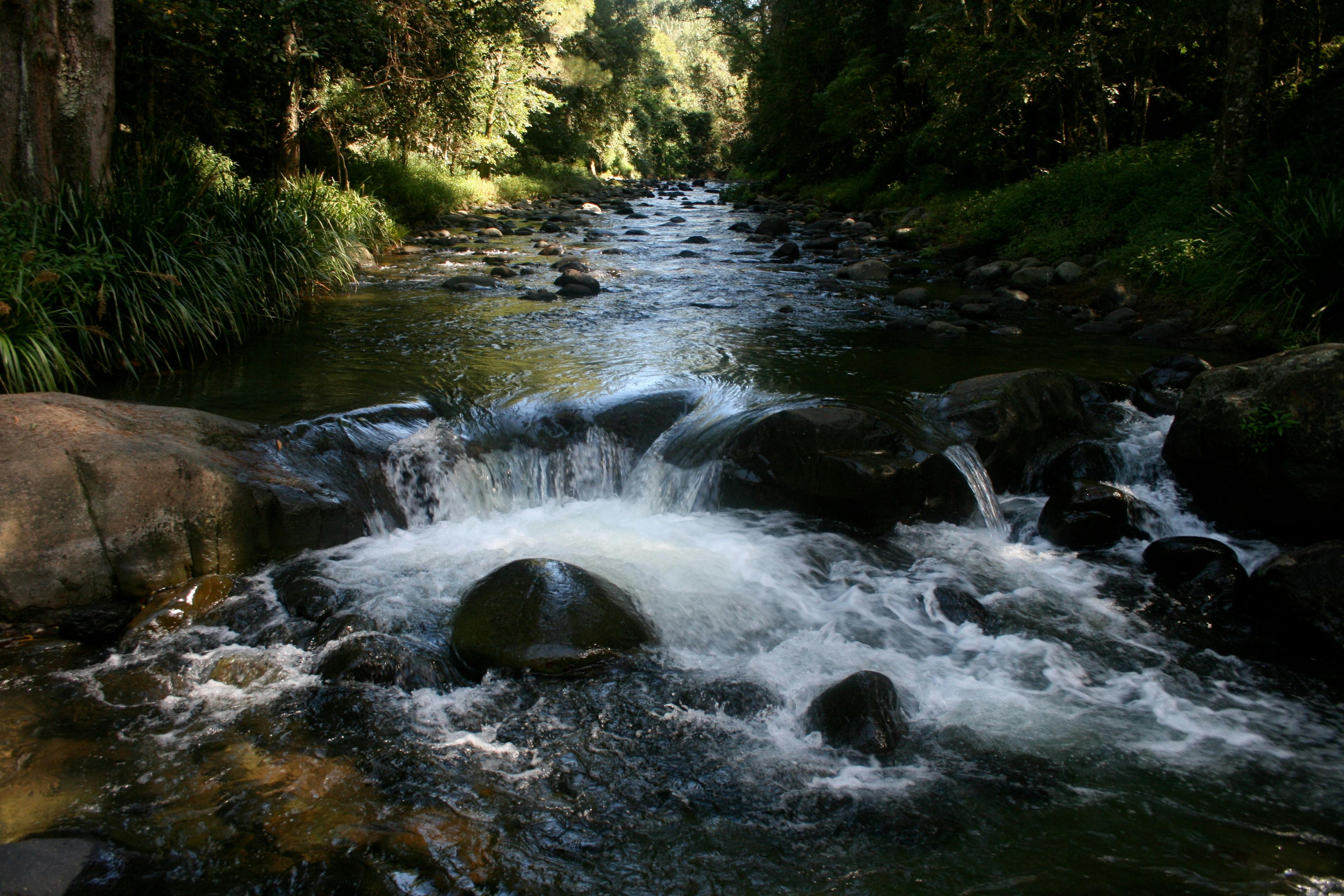 Williams River, Dungog
