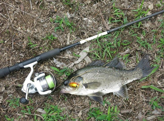 Forster-Manning River Fishing Charters