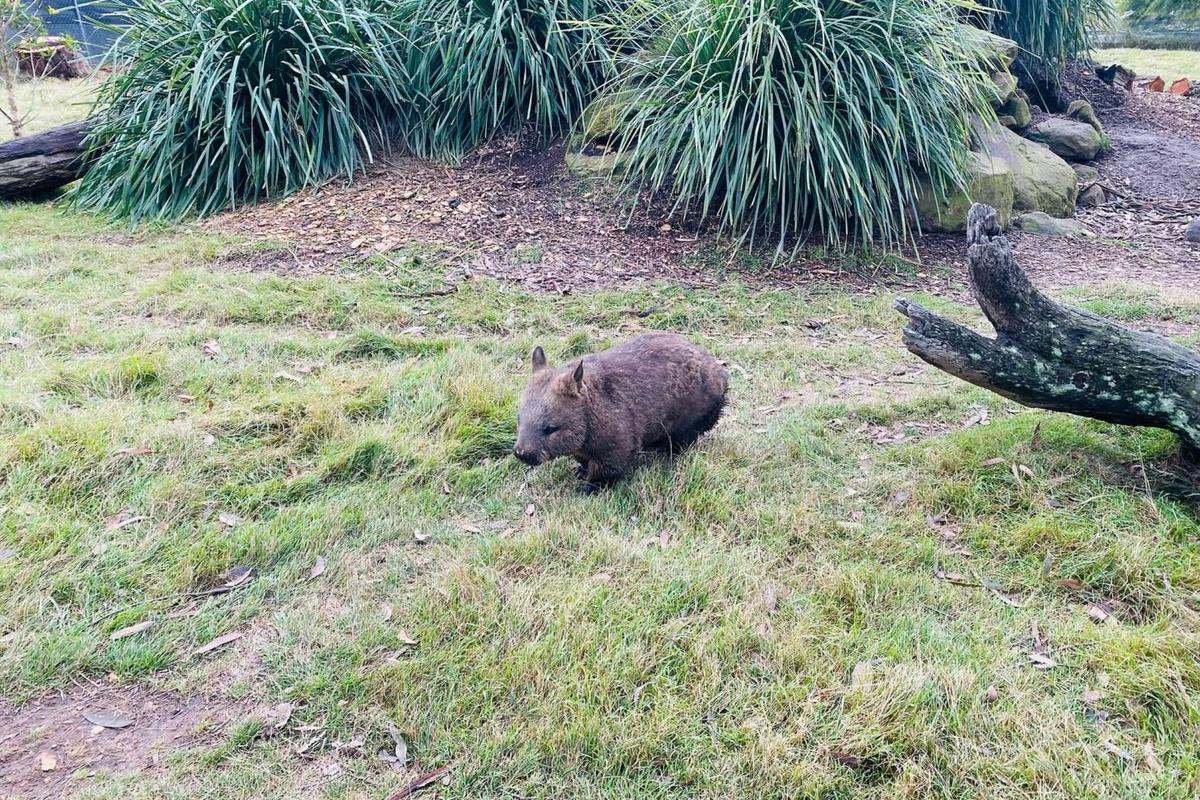 Wombat
