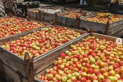 Crates of apples