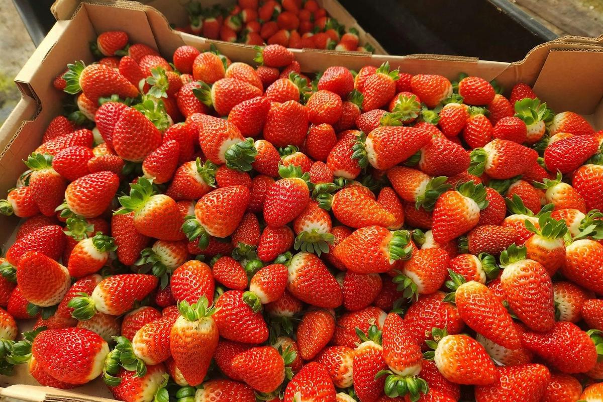 Crate of sweet strawberries
