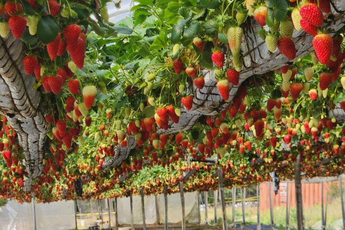 Rows of strawberries