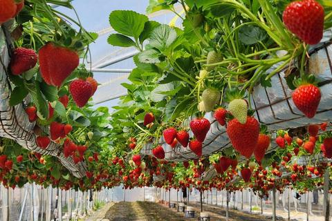 Rows of strawberries