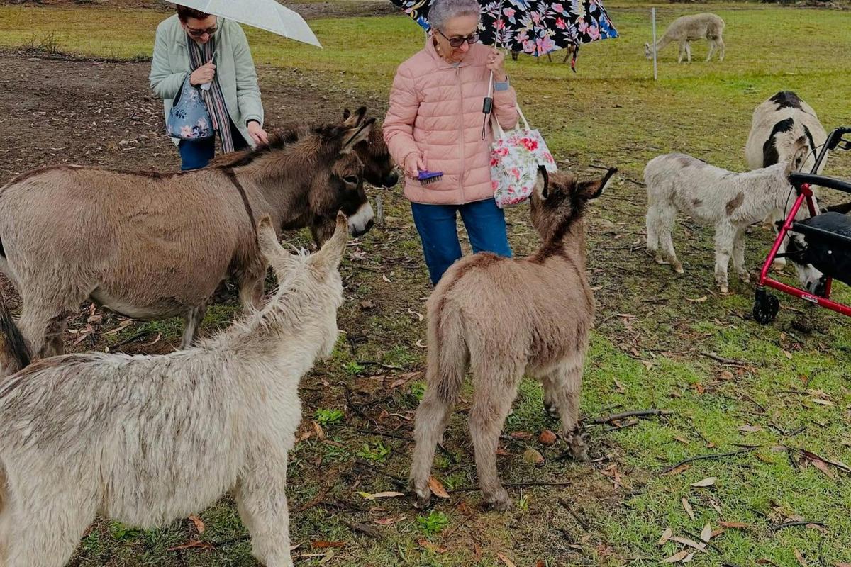 That'll Do Donkey Group Tour