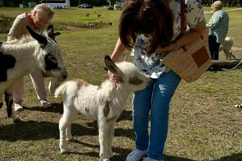 That'll Do Donkey Group Tour