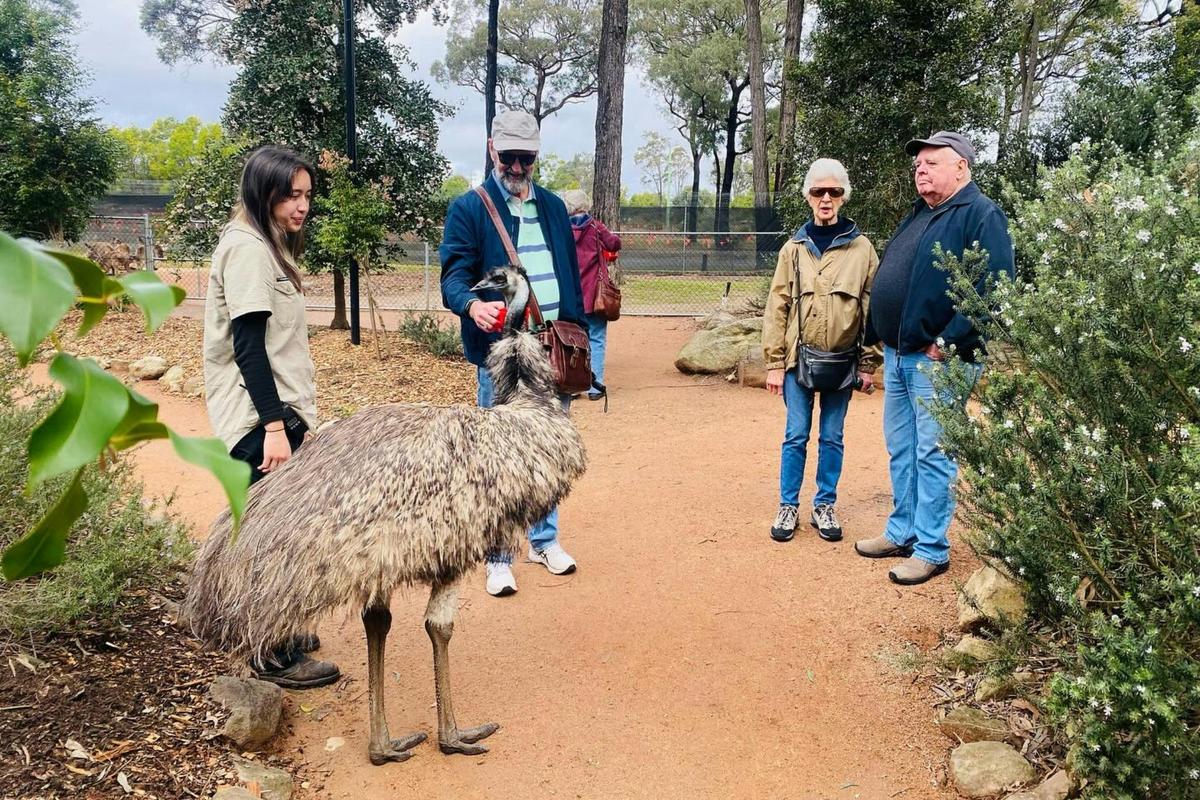 Group tour walking alongside an Emu